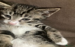 Mixed Breed cats for sale: 5 kittens  - Image 3