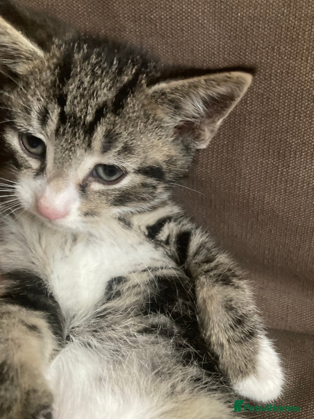 Mixed Breed cats for sale: 5 kittens  - Image 3
