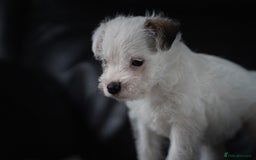 Parson Russell dogs for sale: KC health tested parson Russell terriers  - Image 4