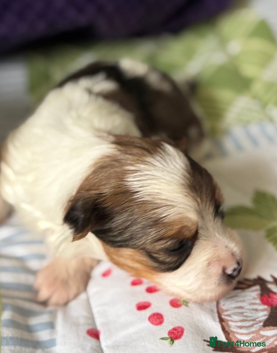 Yorkshire Terrier dogs for sale: Adorable Health Tested Coloured Yorkies (Biewer)  - Advert 3