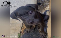 Mixed Breed dogs for sale: Italian Daniff - Great Dane x Cane Corso £1000 - Image 14