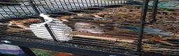 Rat rodents for sale: Dumbo Dwarf Rats - Advert 4