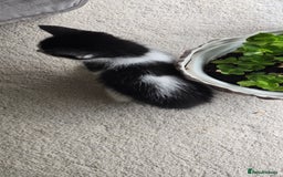 Mixed Breed cats for sale: Heart-Marked & Beautiful Kittens Ready - Image 24
