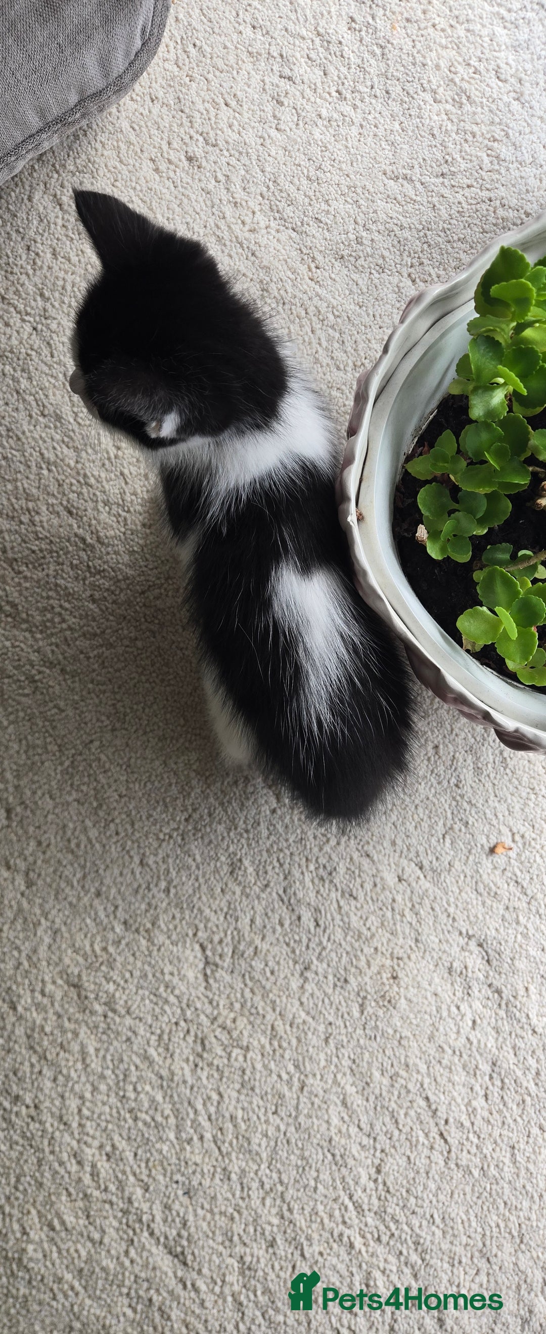 Mixed Breed cats for sale: Heart-Marked & Beautiful Kittens Ready - Image 24