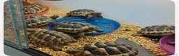 Tortoise reptiles for sale: Mediterranean spur thighed baby tortoises  - Advert 4