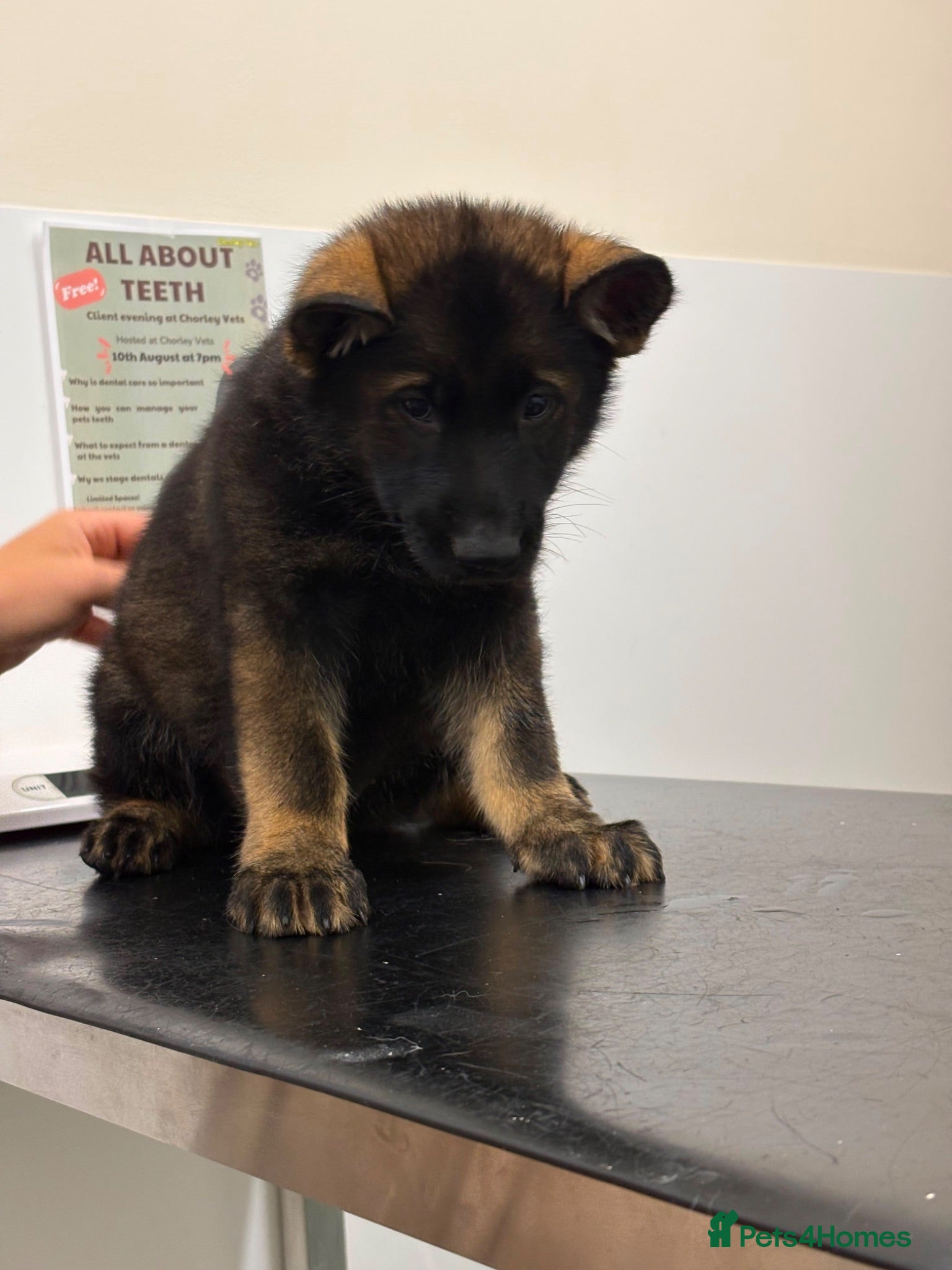 German Shepherd dogs 🐾 READY NOW 🐾 German Shepherd puppies 🐾  - Advert 2