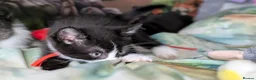 Domestic Shorthair cats for sale: Domestic Shorthair Kittens - Advert 12