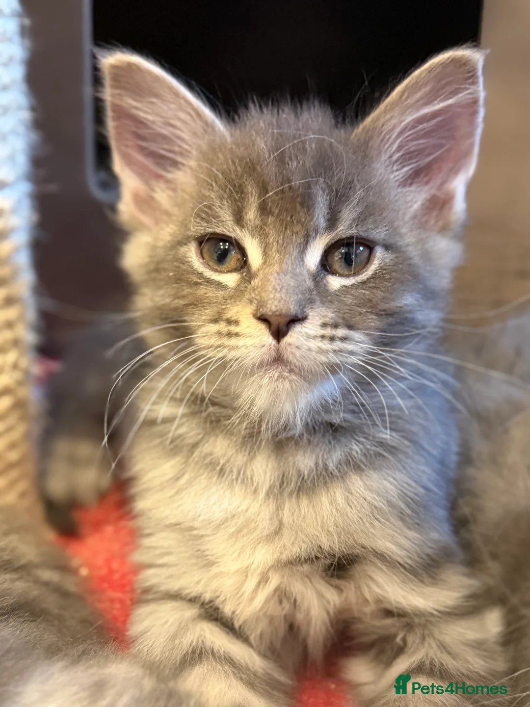 Maine Coon cats for sale: Beautiful GCCF registered Maine coon Kittens  - Advert 18