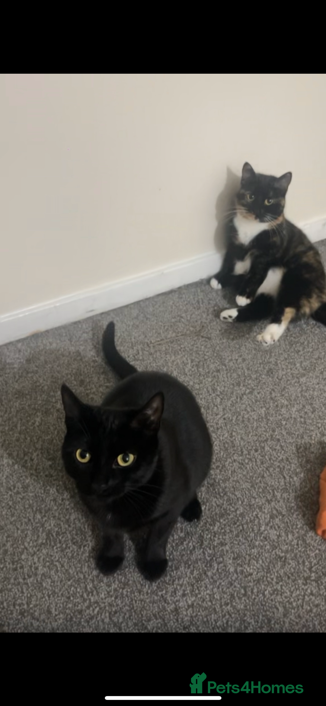 Mixed Breed cats for sale: Cat for rehoming  - Advert 2