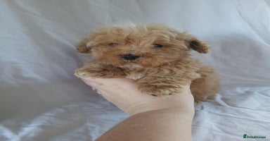 Maltipoo dogs - Advert 4