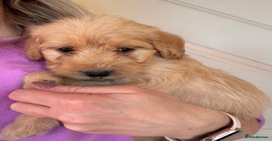 Labradoodle dogs - Advert 3