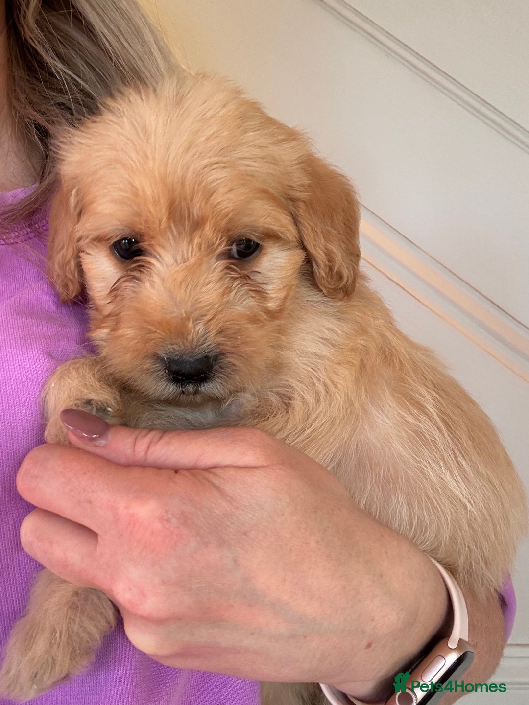 Labradoodle dogs for sale: Outstanding labradoodles from excellent pedigree  - Image 2