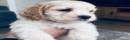 Cocker Spaniel dogs for sale: Cocker spaniel puppies  in York - Advert 5