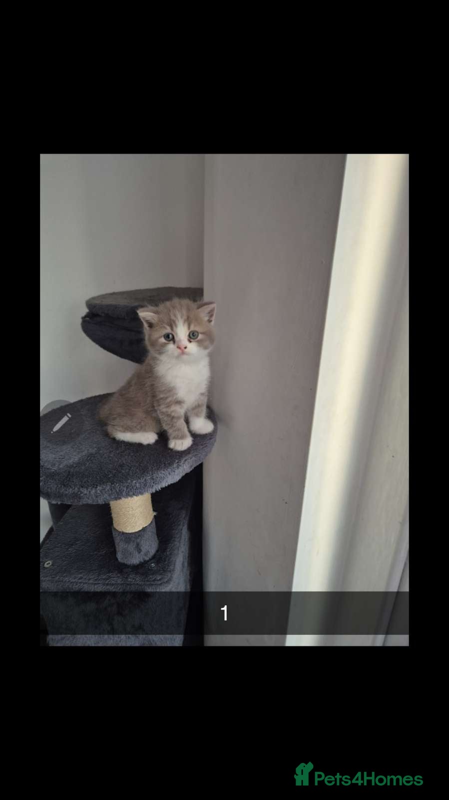 British Shorthair cats British Shorthairs - Advert 2