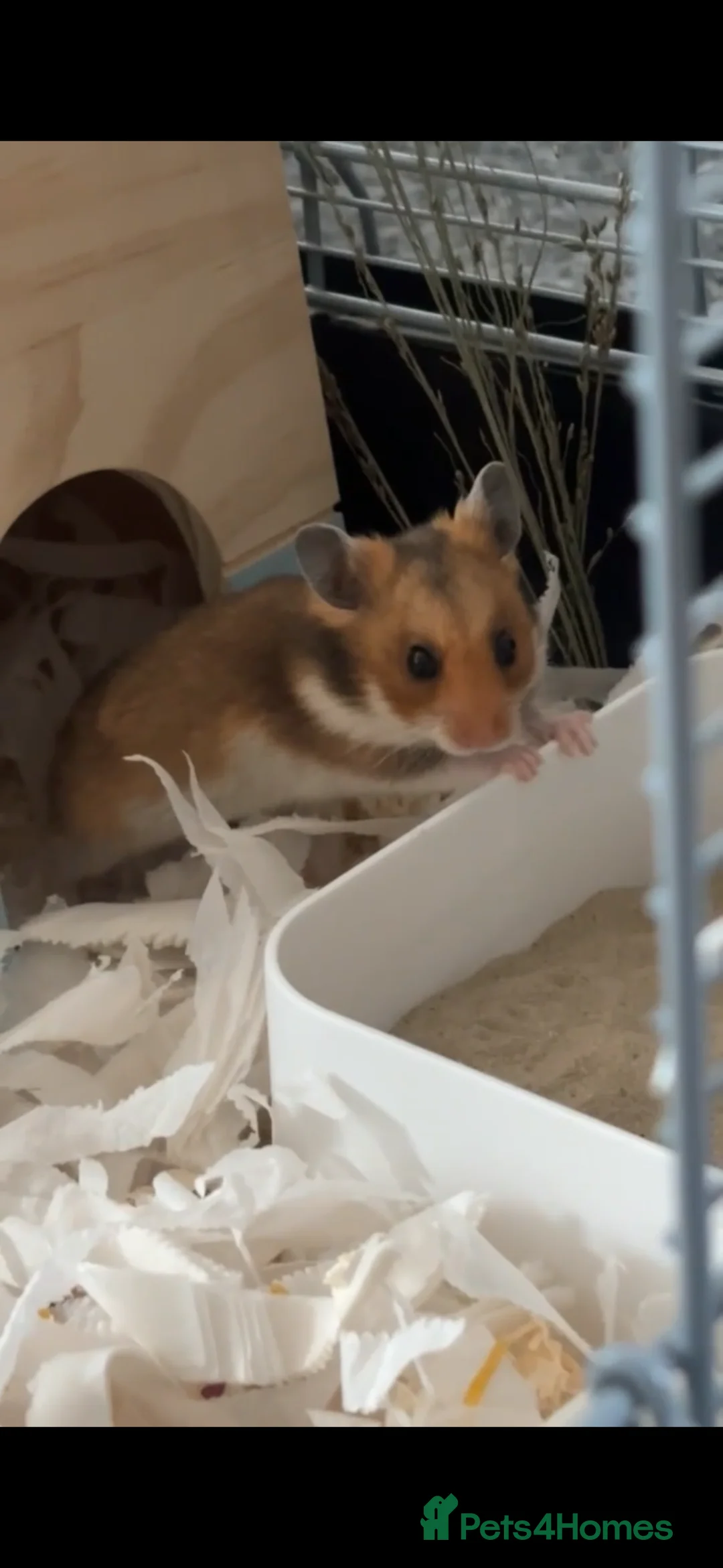 Hamster rodents for sale: Syrian hamster for sale  in Saint Helens - Advert 2
