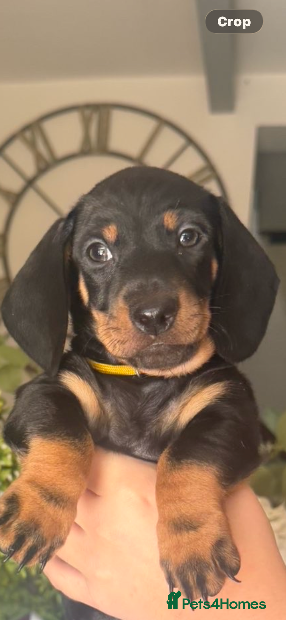 Miniature Dachshund dogs 7 Black and Tan and Blue miniature Dachshund’s  - Advert 2