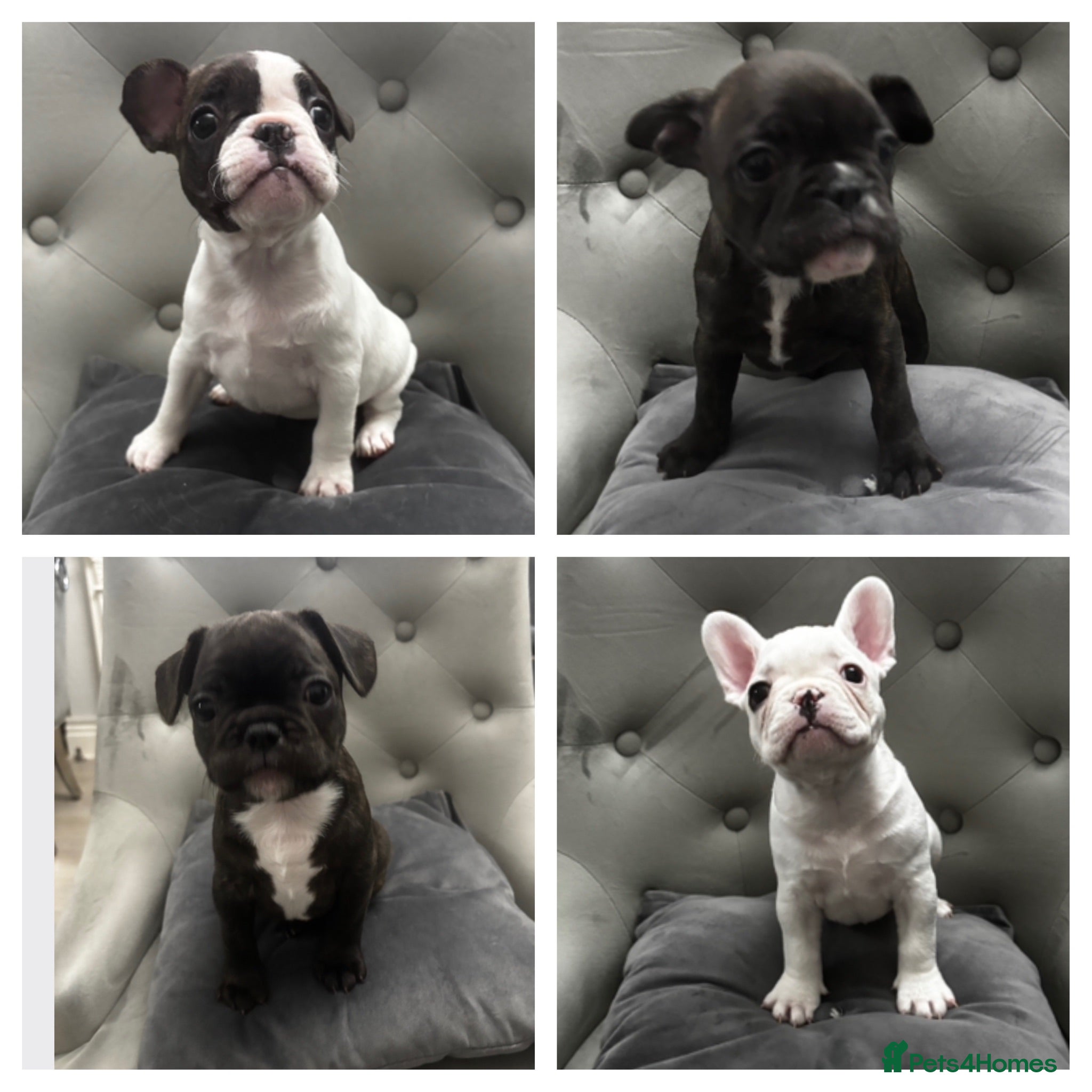 French Bulldog dogs Beautiful French bulldog puppies 2 males 2 females - Advert 1