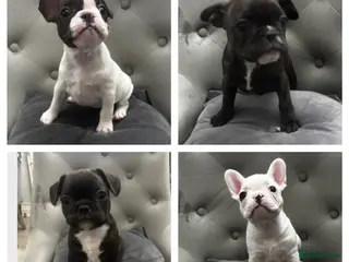French Bulldog dogs Beautiful French bulldog puppies 2 males 2 females - Advert 19