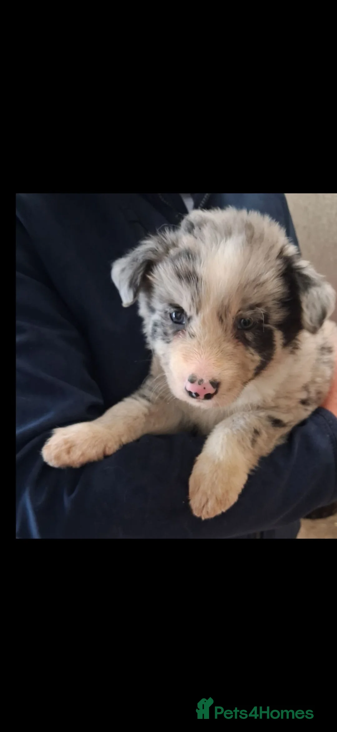 Border Collie dogs for sale: Broder collie - Advert 2
