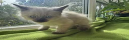 Ragdoll cats for sale: Beautiful Ragdoll Kittens :)  - Advert 13