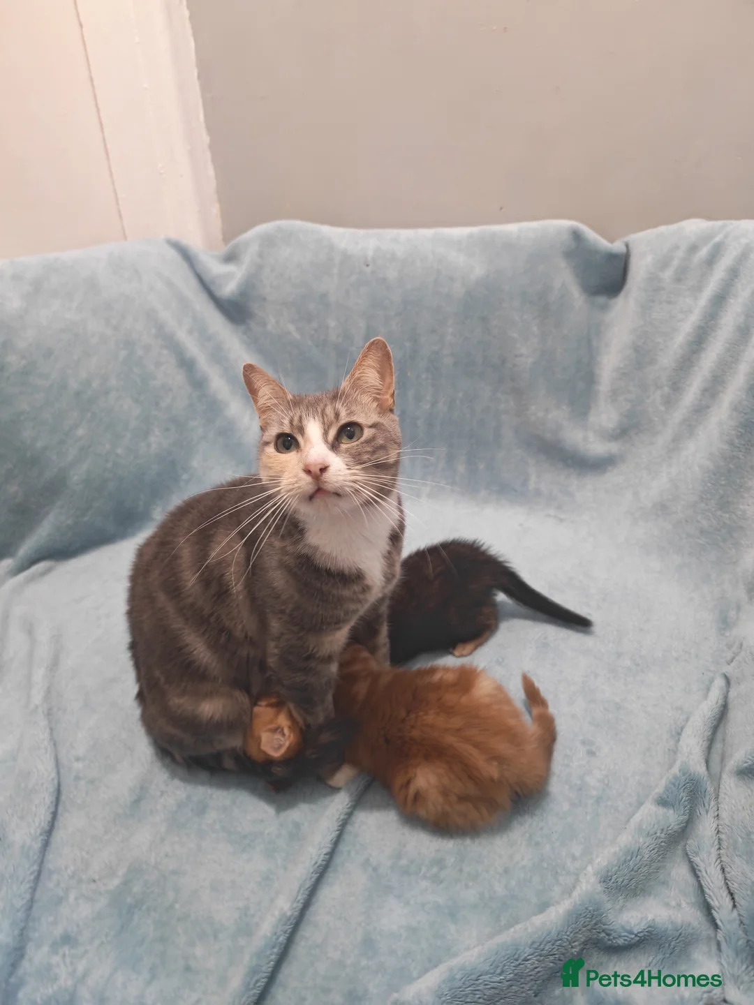 Mixed Breed cats for sale: Beautiful kittens VIDEOS - Advert 20