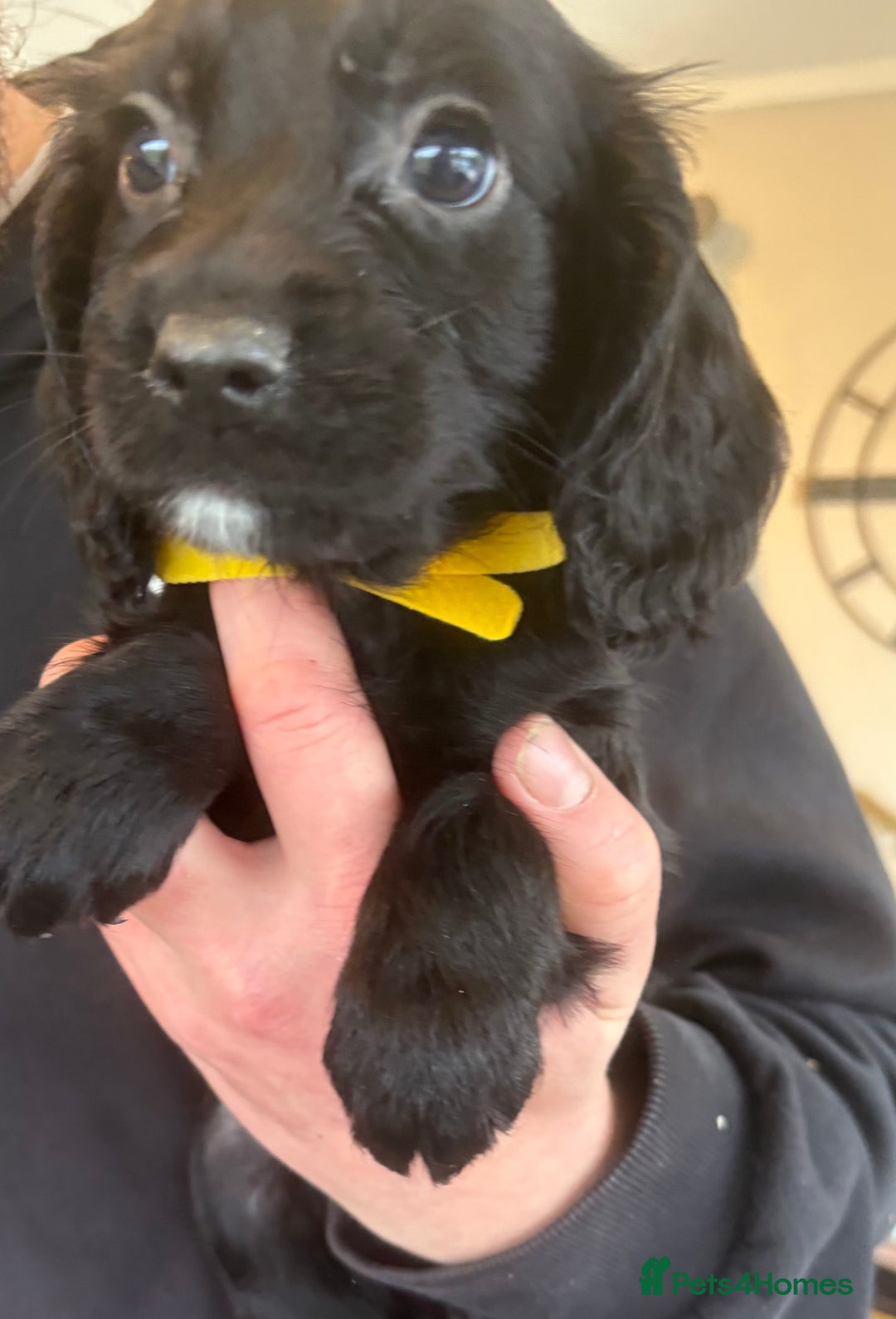 Sprocker dogs for sale: Beautiful Sprocker Puppies  - Advert 11