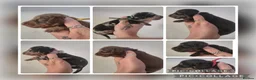 Miniature Dachshund dogs for sale: PRA CLEAR MINIATURE DACHSHUND PUPPIES - Advert 3