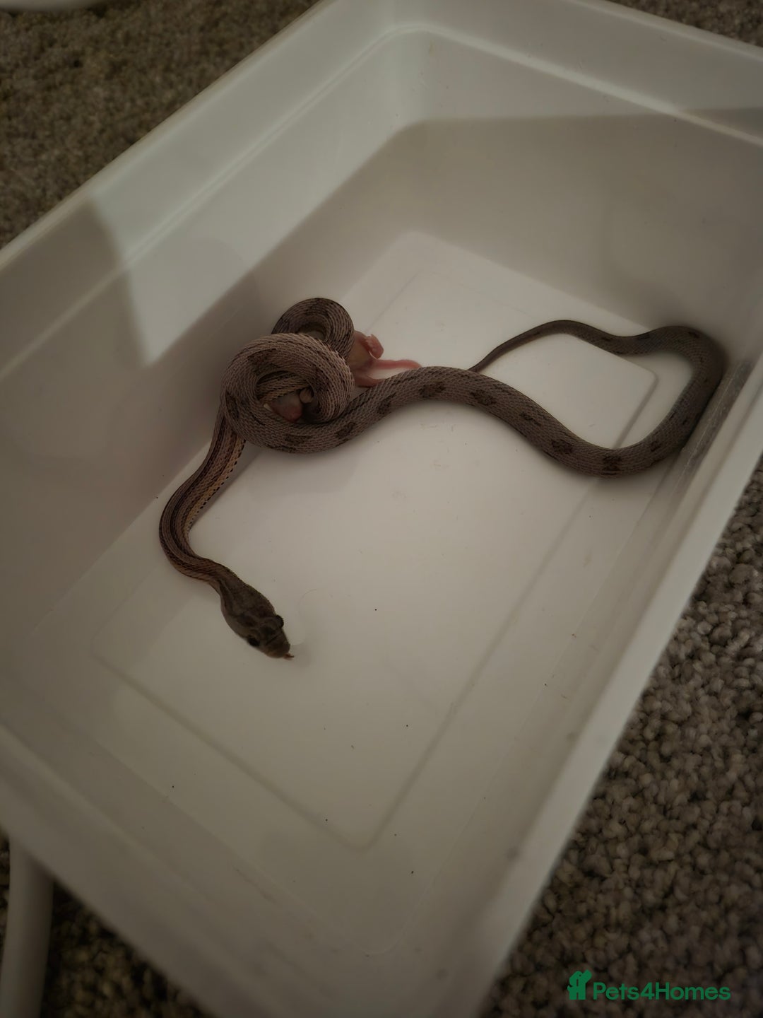 Corn Snake reptiles for sale: Young male anery motley cornsnake  - Image 3