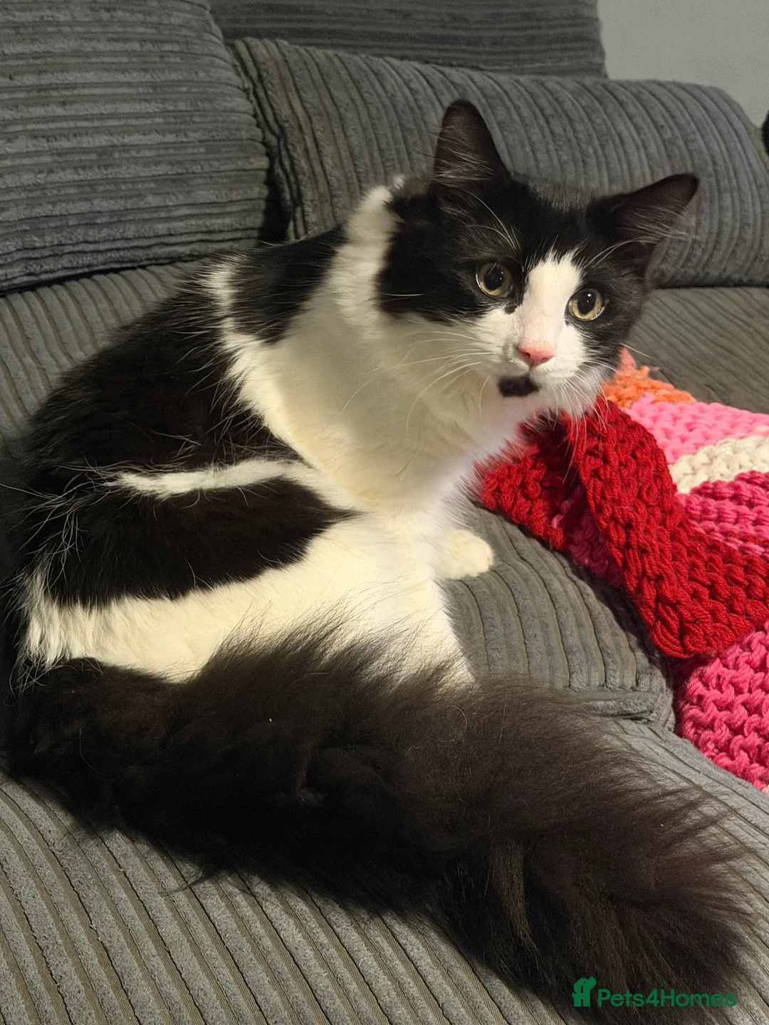 Mixed Breed cats for sale: Bear  - Advert 1