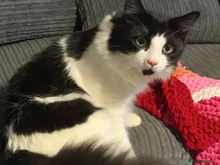 Mixed Breed cats Bear - Advert 1