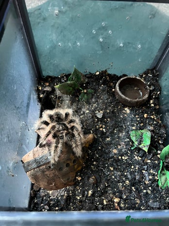 Tarantulas invertebrates - Advert 17