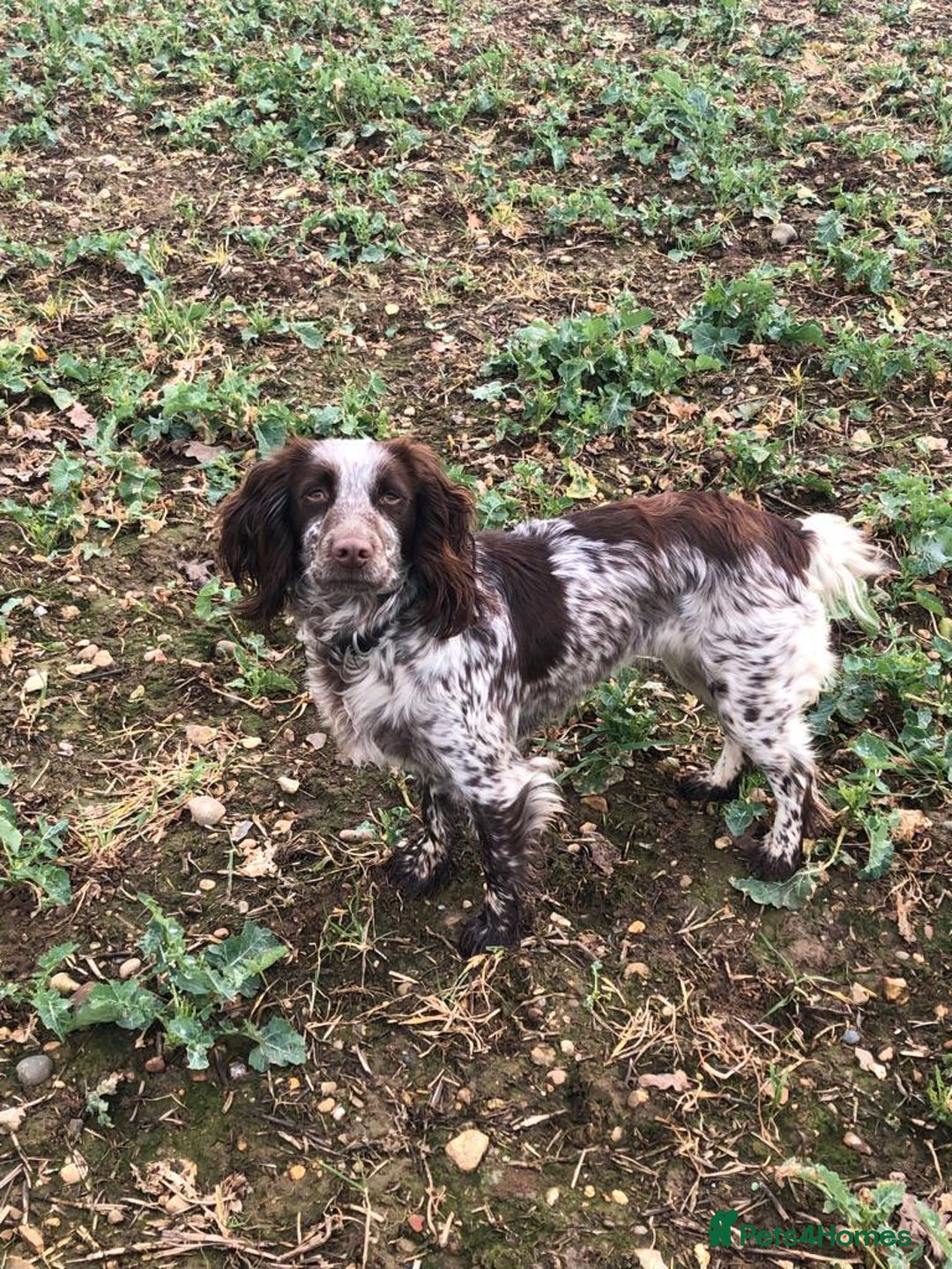 Cocker Spaniel dogs for sale: Cocker spaniel puppy’s  - Image 4