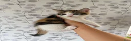 Mixed Breed cats for sale: Beautiful Fluffy Calico kittens in Wellingborough - Advert 10