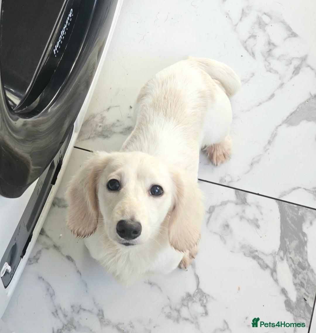 Miniature Dachshund dogs for sale: Miniature Dachshund cream piebald long-haired  - Advert 8