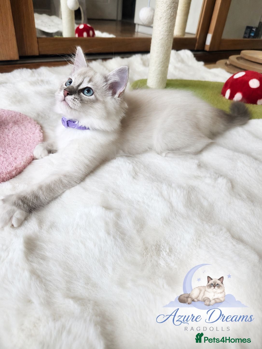 Ragdoll cats 😻Beautiful GCCF Registered Ragdoll Kittens😻 - Advert 2
