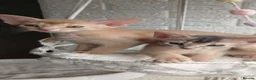 Abyssinian cats for sale: Beautiful Abyssinian Kittens  - Advert 5