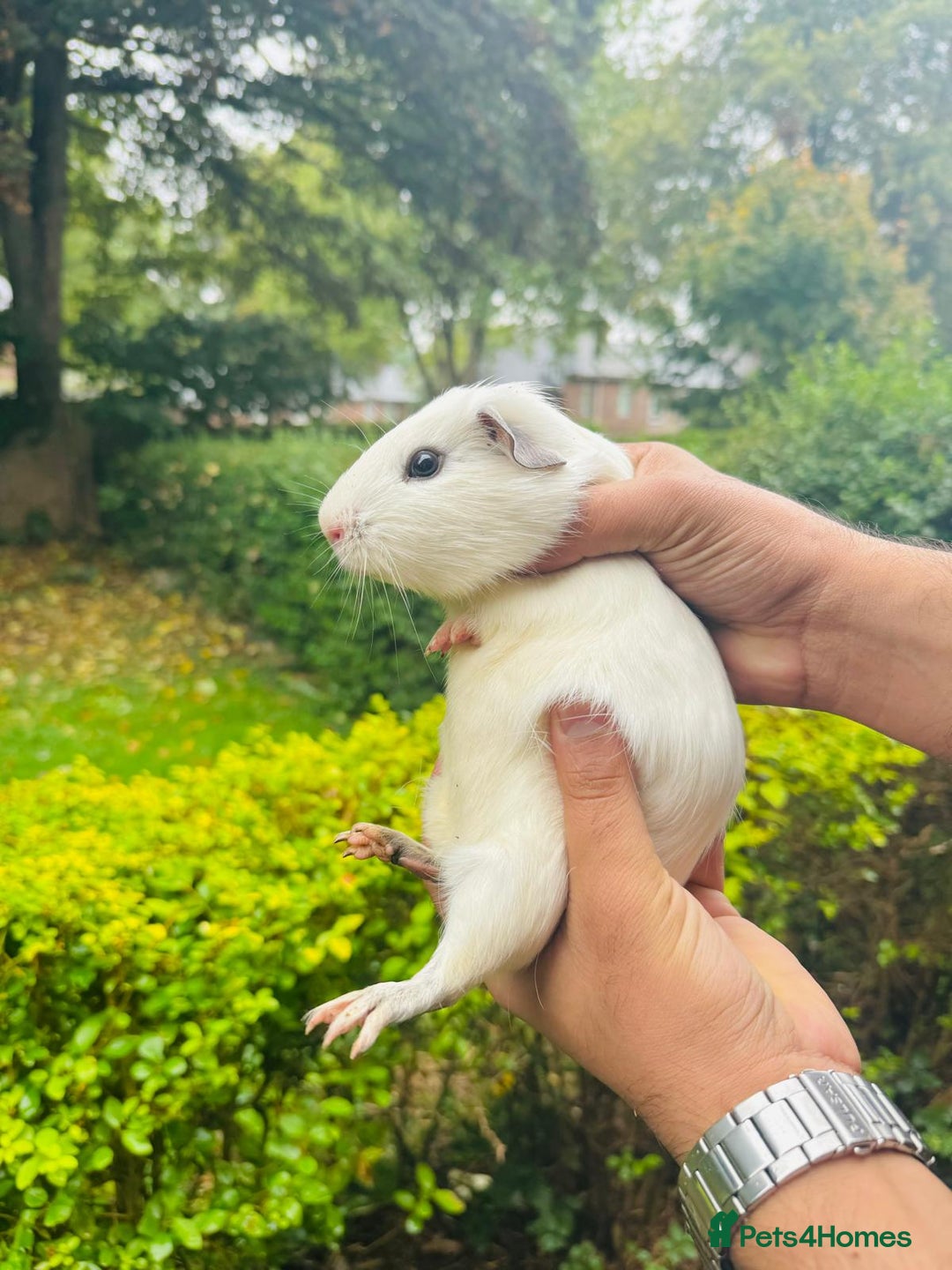 Guinea Pig rodents for sale: Cute Guinea Pigs Ready To Rehome ❤️ - Image 1