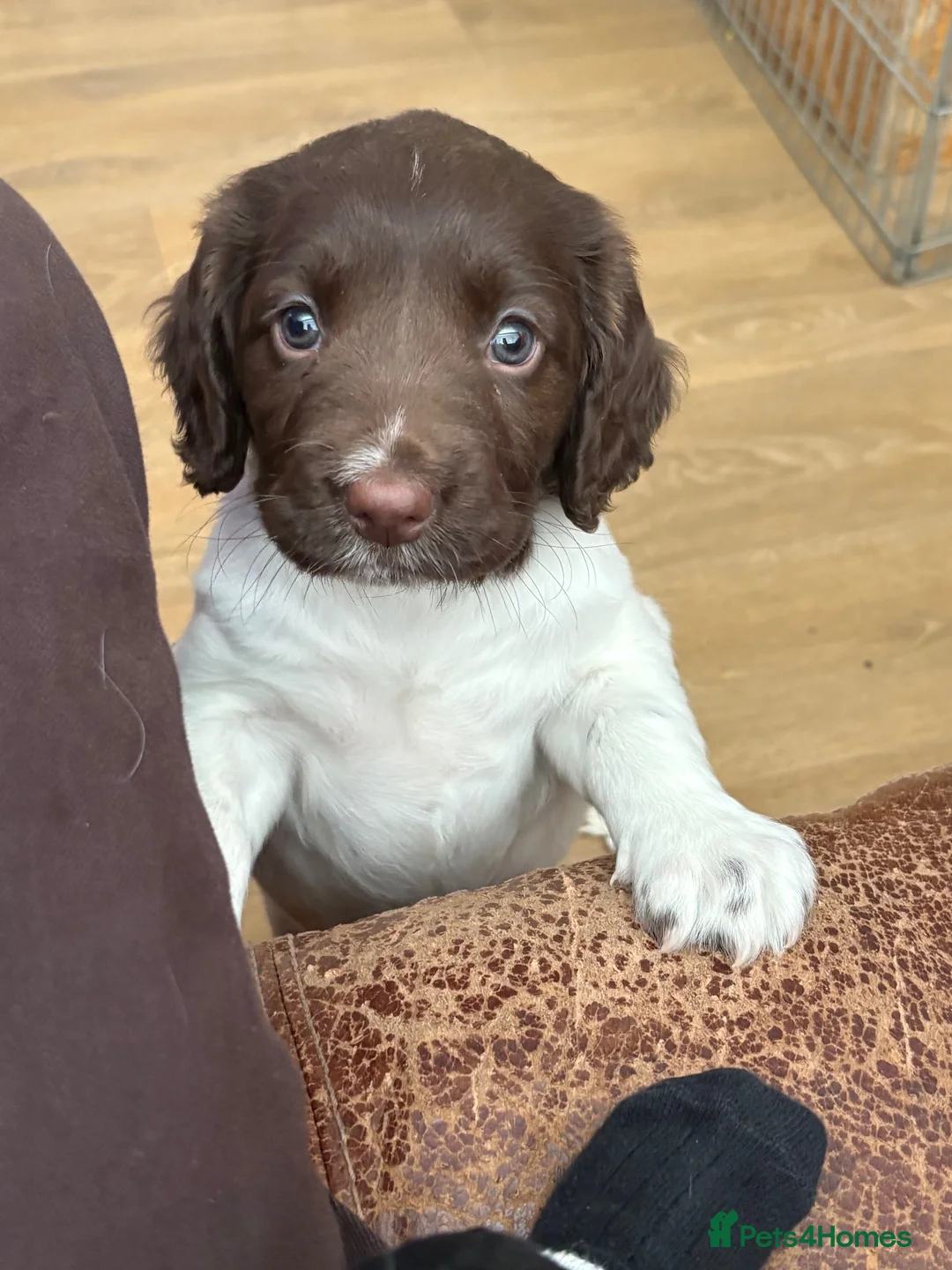 English Springer Spaniel dogs for sale: Beautiful English springer spaniel puppy 🩷🐶 - Advert 9