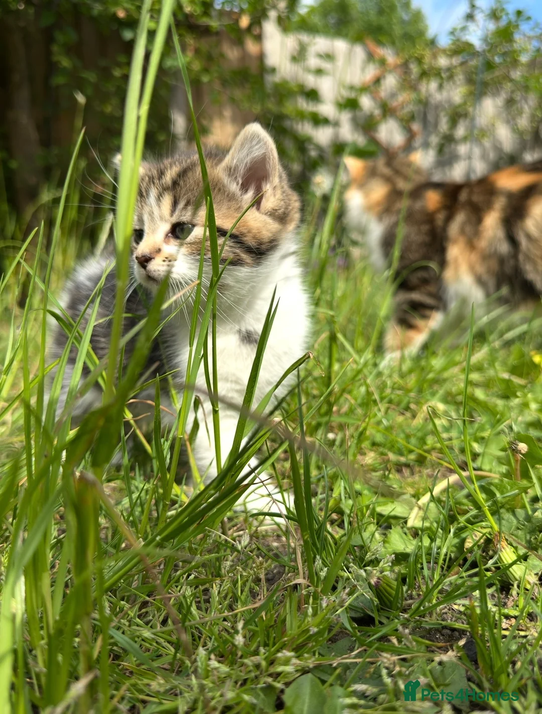 Mixed Breed cats for sale: 4x Maincoon X American Wire Hair Kittens for sale  in Stourport-on-Severn - Advert 34