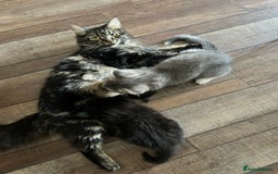 Norwegian Forest Cat cats for sale: Norwegian forest x kittens - Image 6