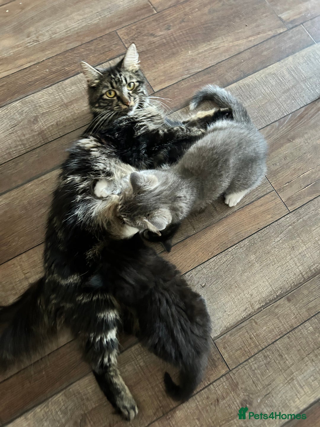 Norwegian Forest Cat cats for sale: Norwegian forest x kittens - Image 6