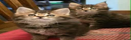 Maine Coon cats for sale: Big Strong Maine Coon Kittens - Advert 3