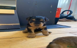 Lakeland Terrier dogs for sale: Lakeland Terrier pups - working style black & tan! - Image 5