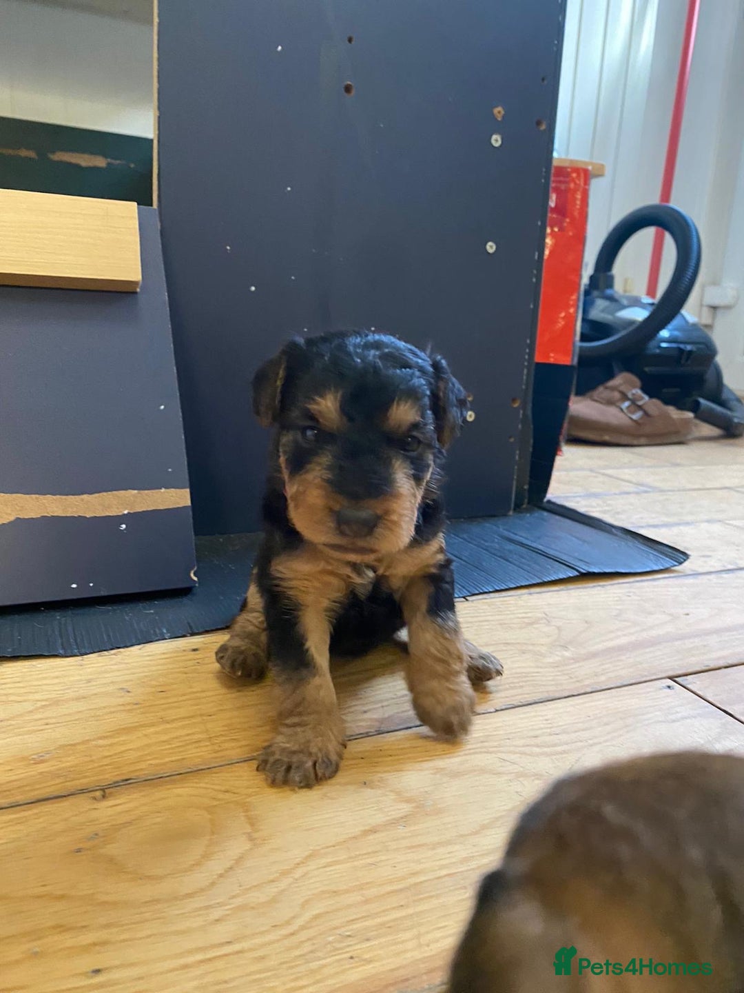 Lakeland Terrier dogs for sale: Lakeland Terrier pups - working style black & tan! - Image 5