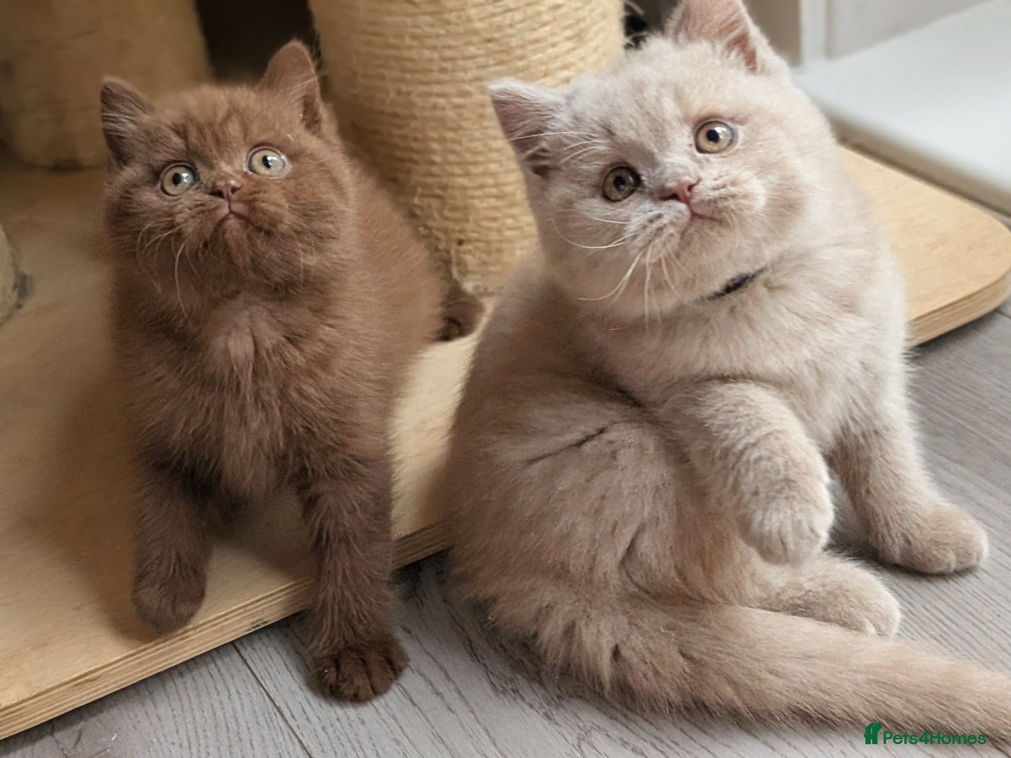British Shorthair cats GCCF REGISTERED LAST LILAC KITTEN AVAILABLE  - Advert 1