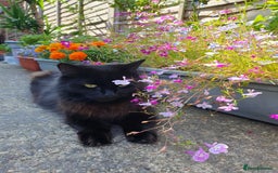 Turkish Angora cats for sale: Ms Svetlana - Image 2