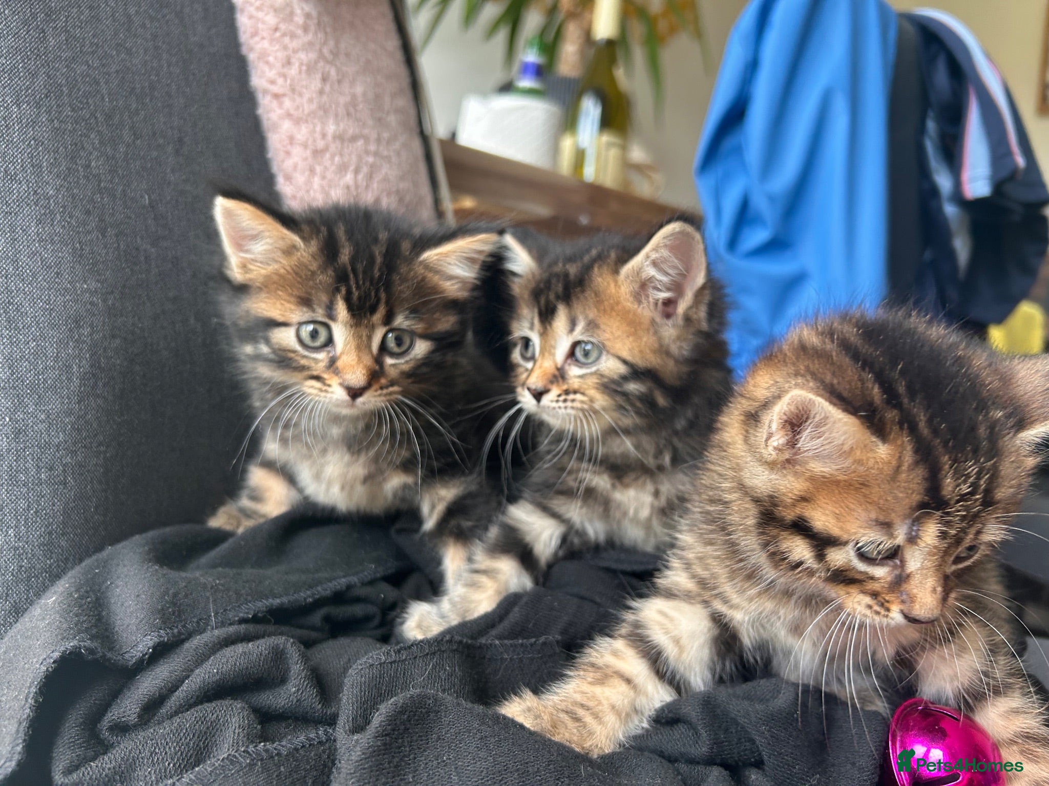 Mixed Breed cats Beautiful fluffy tabby’s  - Advert 1