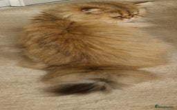 Persian cats for sale: Mother and daughter chinchilla persians - Image 6
