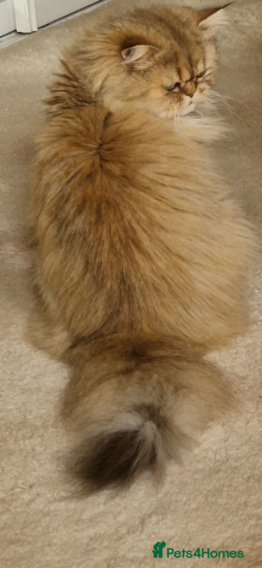Persian cats for sale: Mother and daughter chinchilla persians - Image 6
