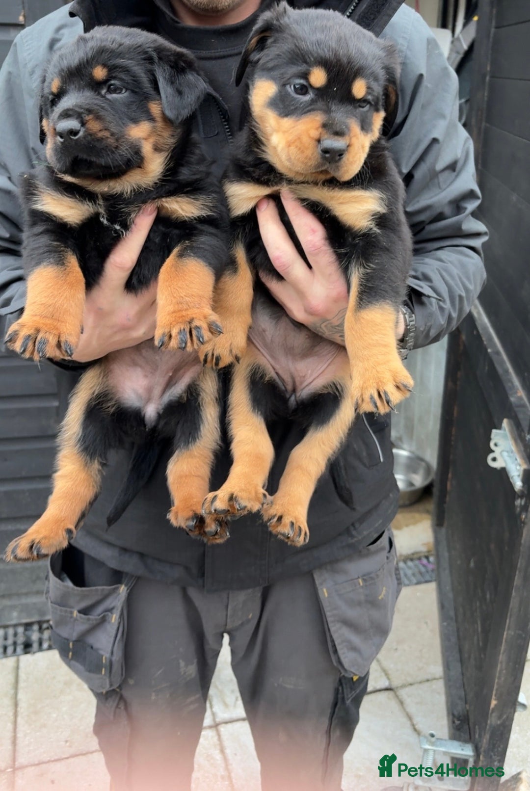 Rottweiler dogs for sale: Big boned chunky Rottweiler puppies - Advert 31